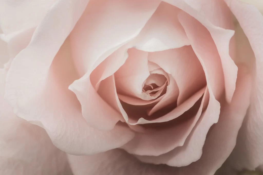 Pink Rose Flower Petal Macro Photography neutral Garden