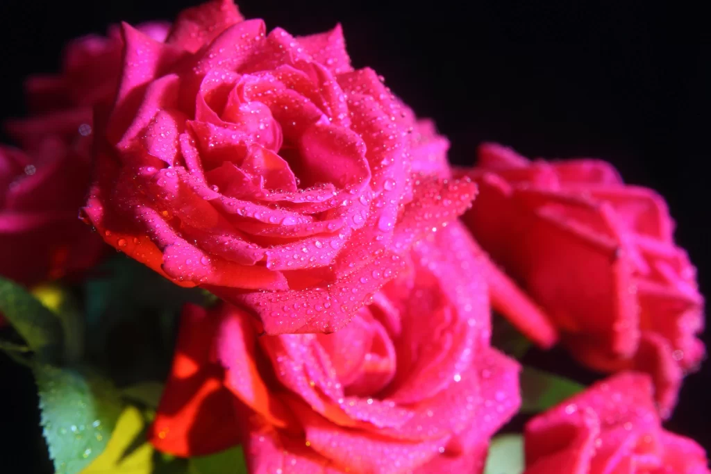 Pink Rose Flower Petal neutral Dewdrops