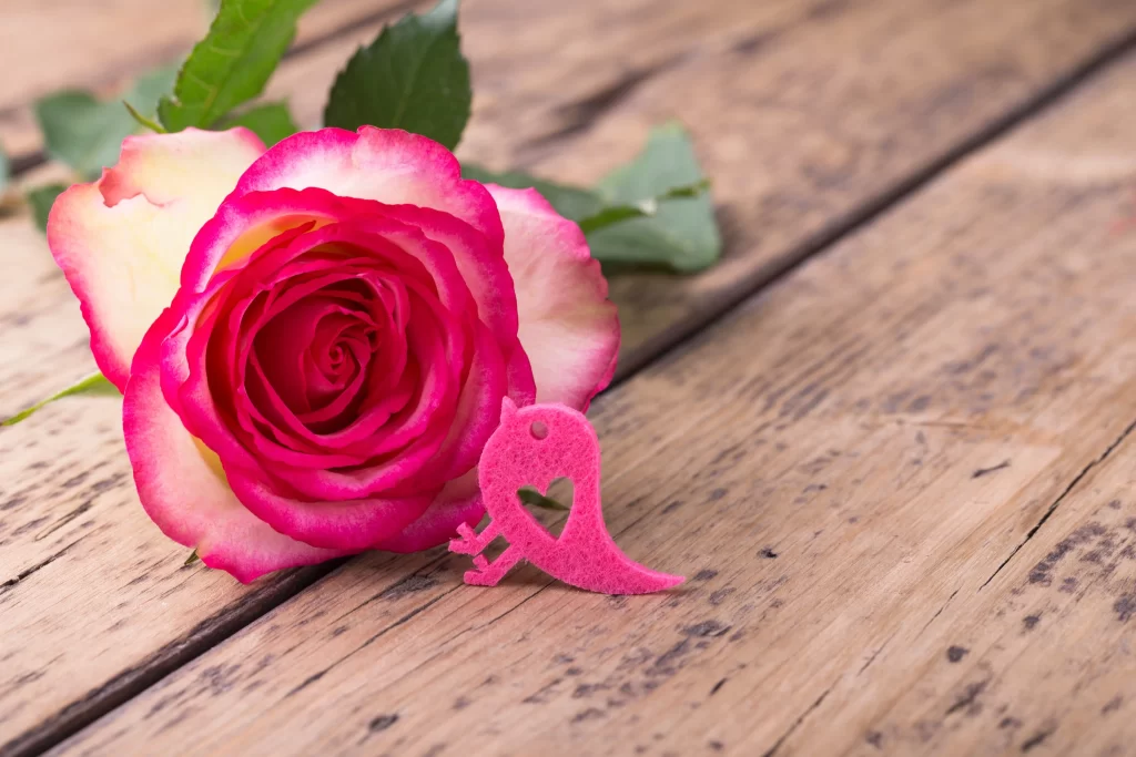 Pink Rose Flower Petal Pink White