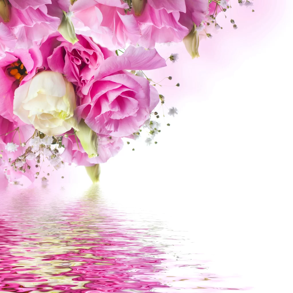 Pink Rose Flower Petal Reflection Water