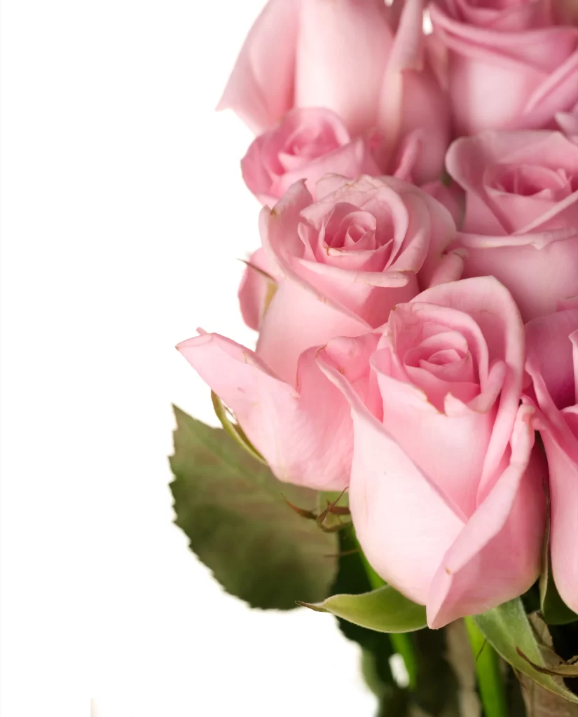 Pink Rose Flower Petal Soft neutral Color