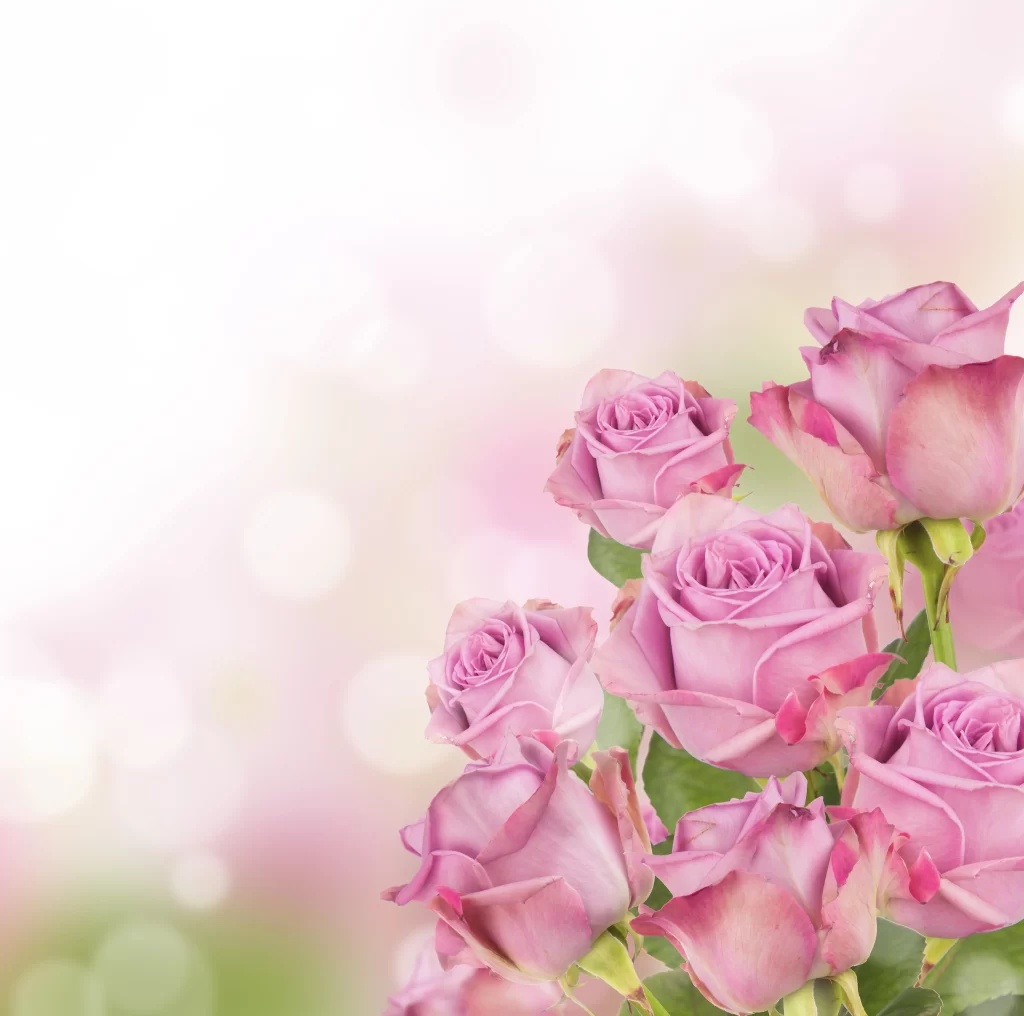 Pink Rose Flower Petal Soft Focus Blurred Background