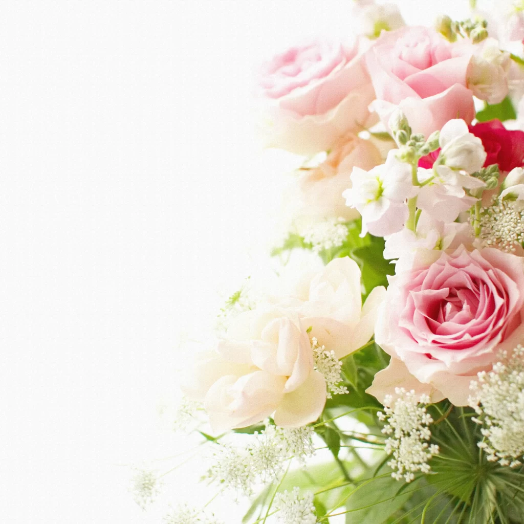Pink Rose Flower Petal Soft Color white Delicate