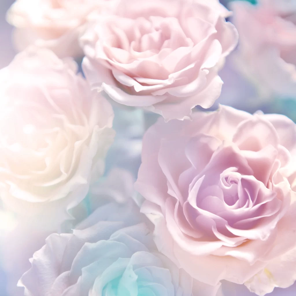 Pink Rose Flower Petal Soft Pastel Color Dreamy