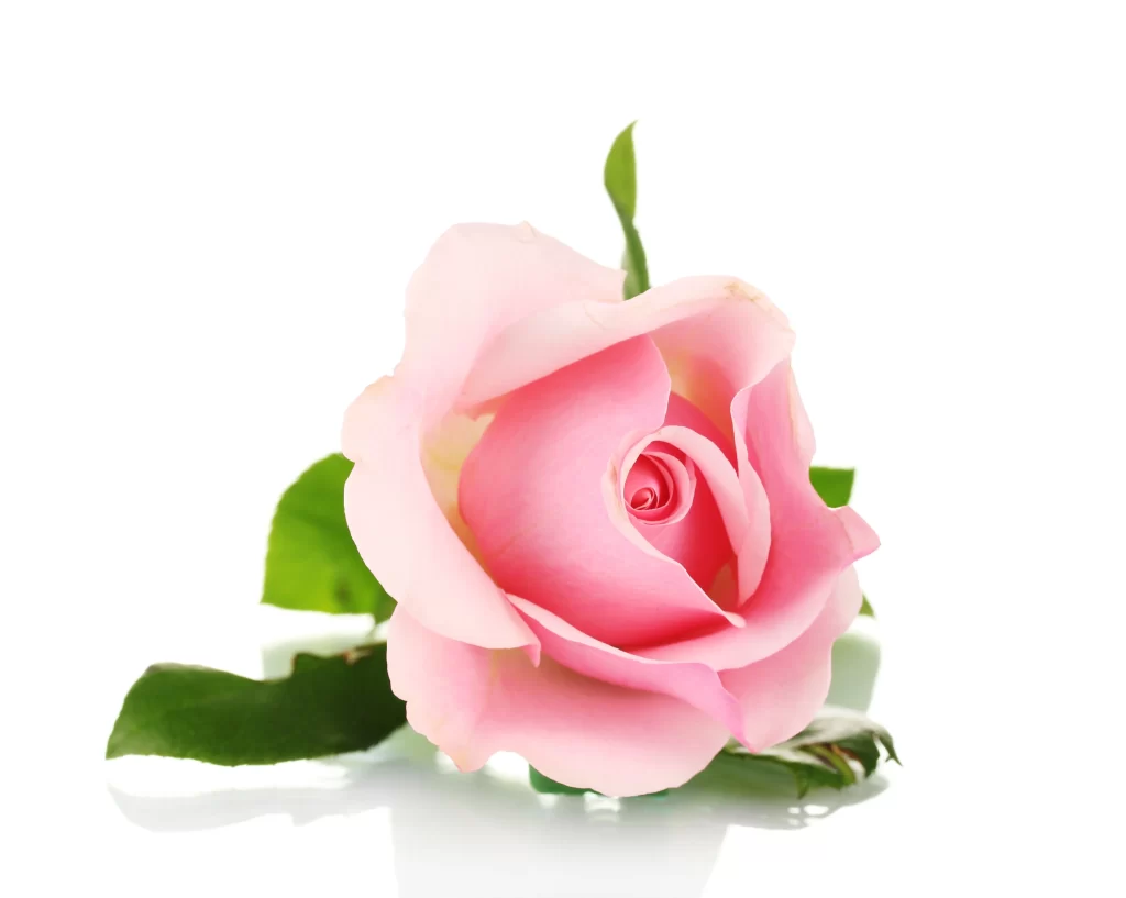 Pink Rose Flower Petal Soft Focus White Background