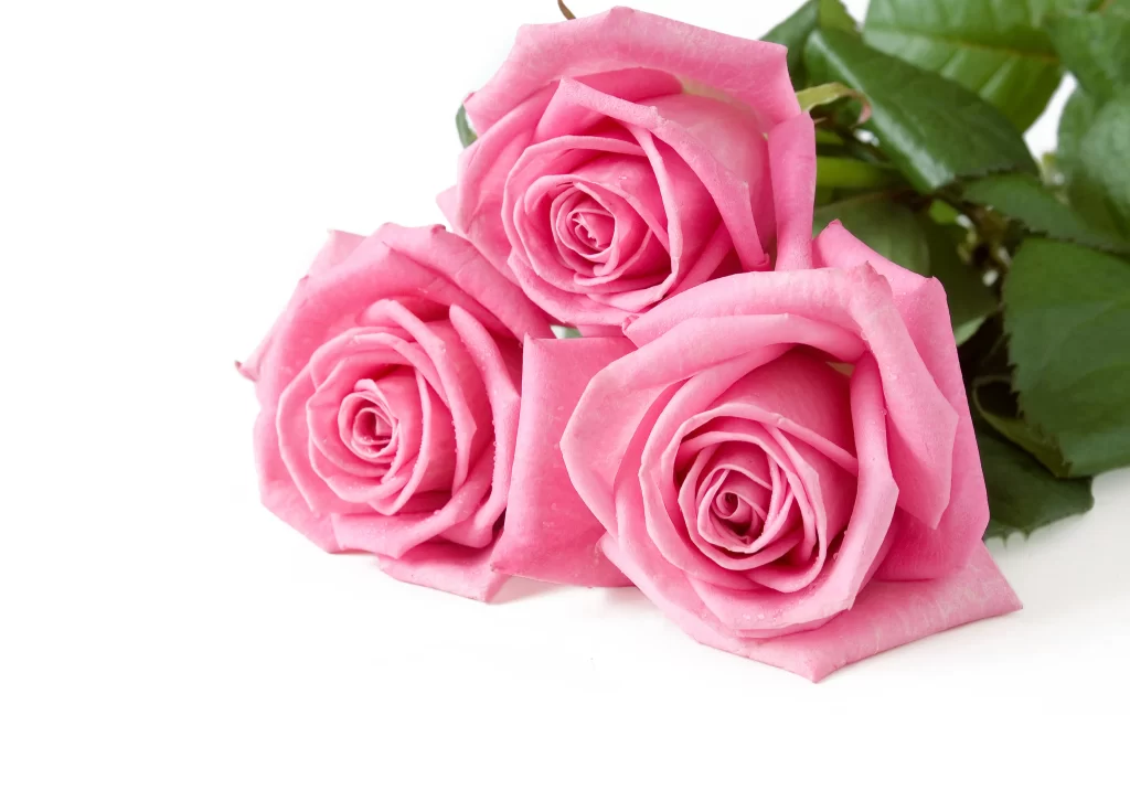 Pink Rose Flower Petal Softness Delicate Beauty