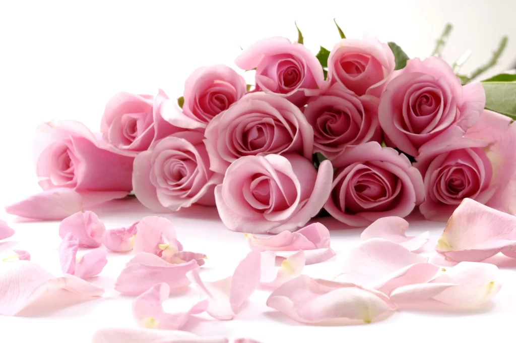 Pink Rose Flower Petal Softness Romance Beauty