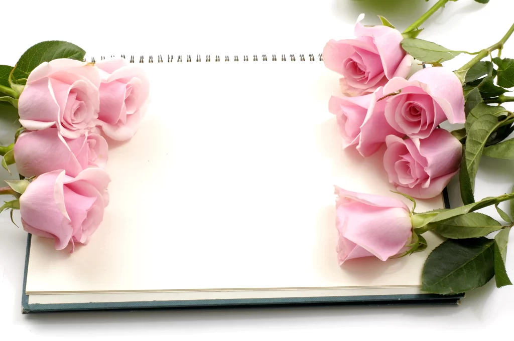 Pink Rose Flower Petal Soft gray Colorful