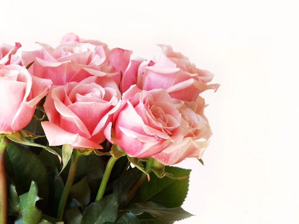 Pink Rose Flower Petal Soft gray Color