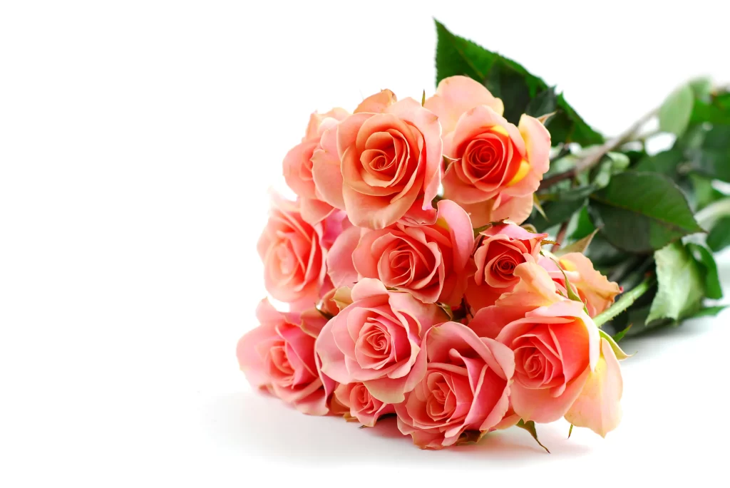 Pink Rose Flower Petal Soft gray Colorful