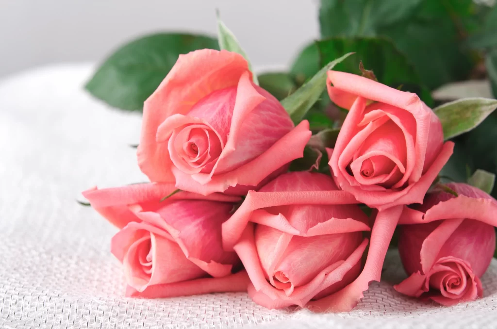 Pink Rose Flower Petal Soft Focus