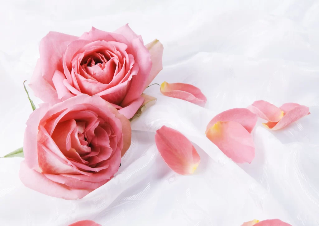 Pink Rose Flower Petal Soft Focus white Romantic