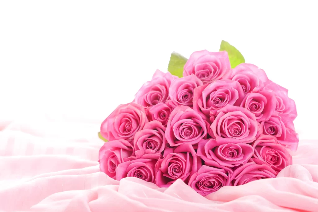 Pink Rose Flower Petal Soft Focus white Romantic