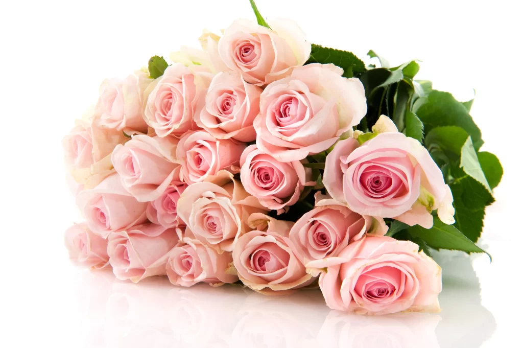 Pink Rose Flower Petal Soft Color gray Bouquet