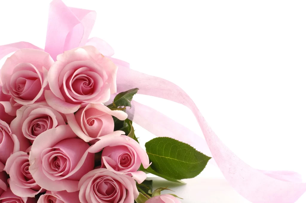 Pink Rose Flower Petal Soft Color gray Delicate