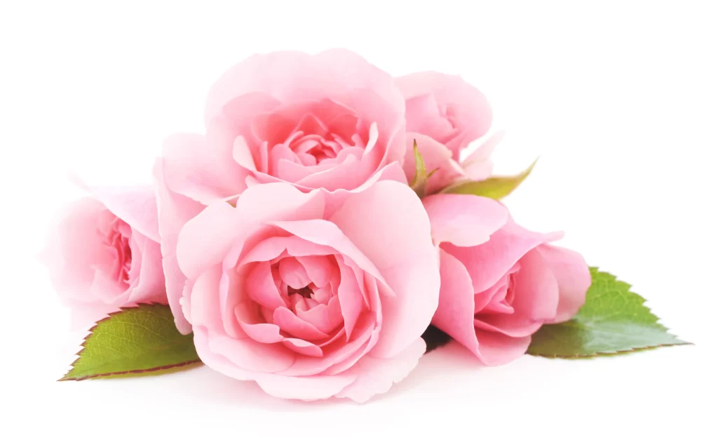 Pink Rose Flower Petal Soft white Color