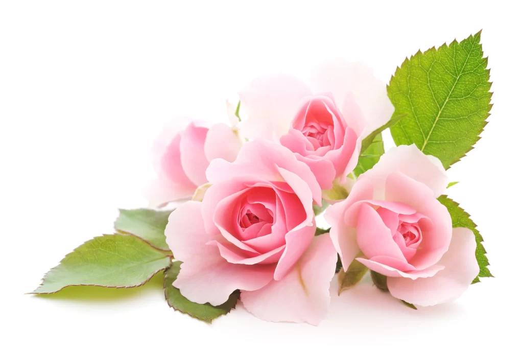 Pink Rose Flower Petal Soft white Color