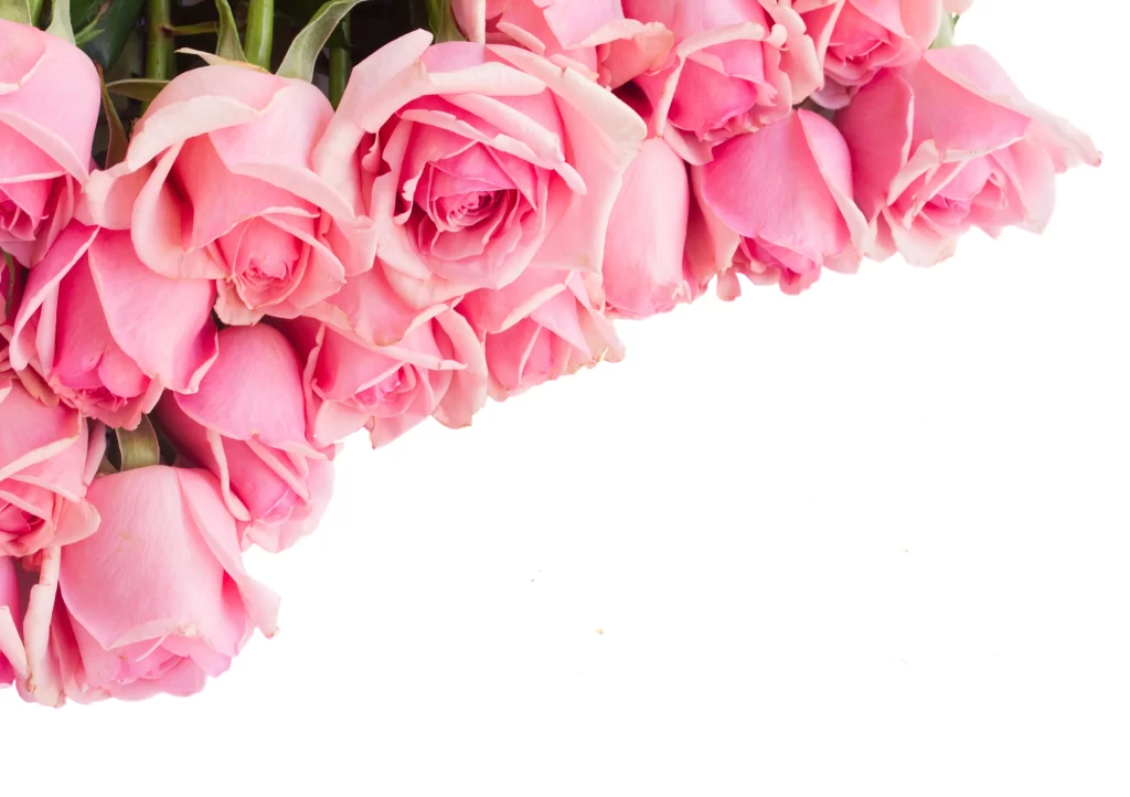 Pink Rose Flower Petal Soft neutral Colorful