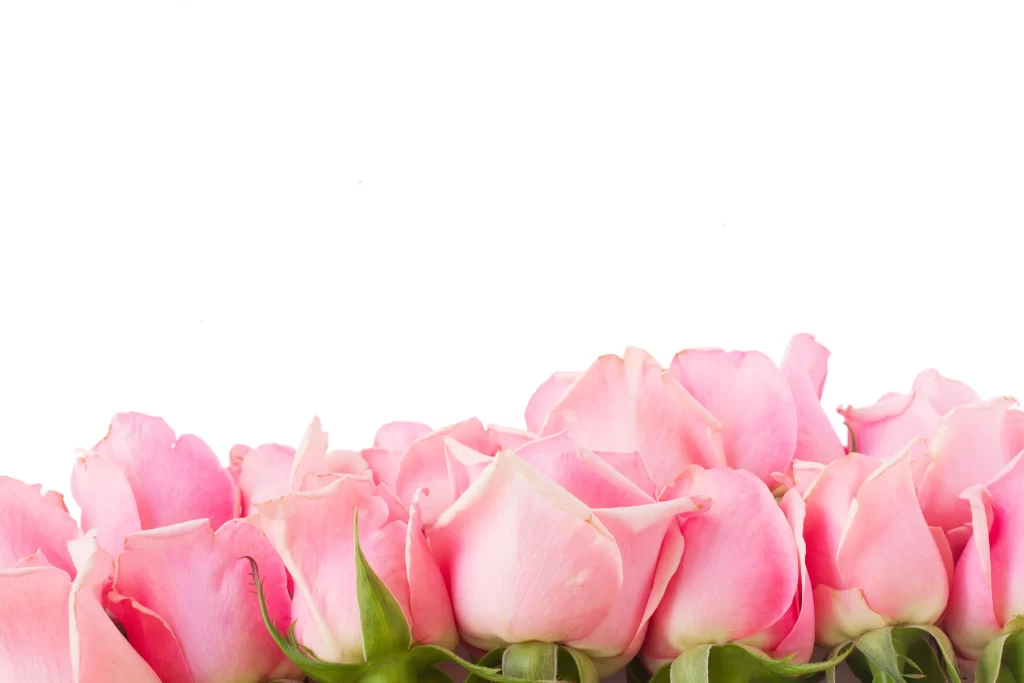 Pink Rose Flower Petal Soft white Color