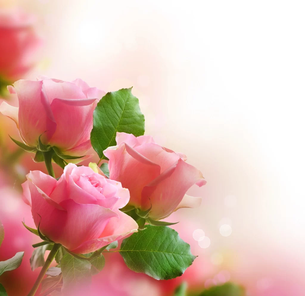 Pink Rose Flower Petal Soft Focus neutral Background
