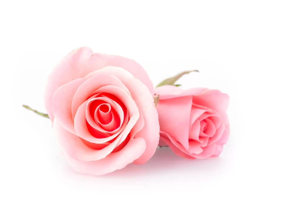 Pink Rose Flower Petal Soft white Color