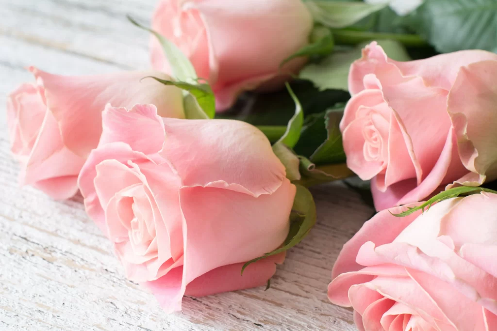Pink Rose Flower Petal Soft neutral Color