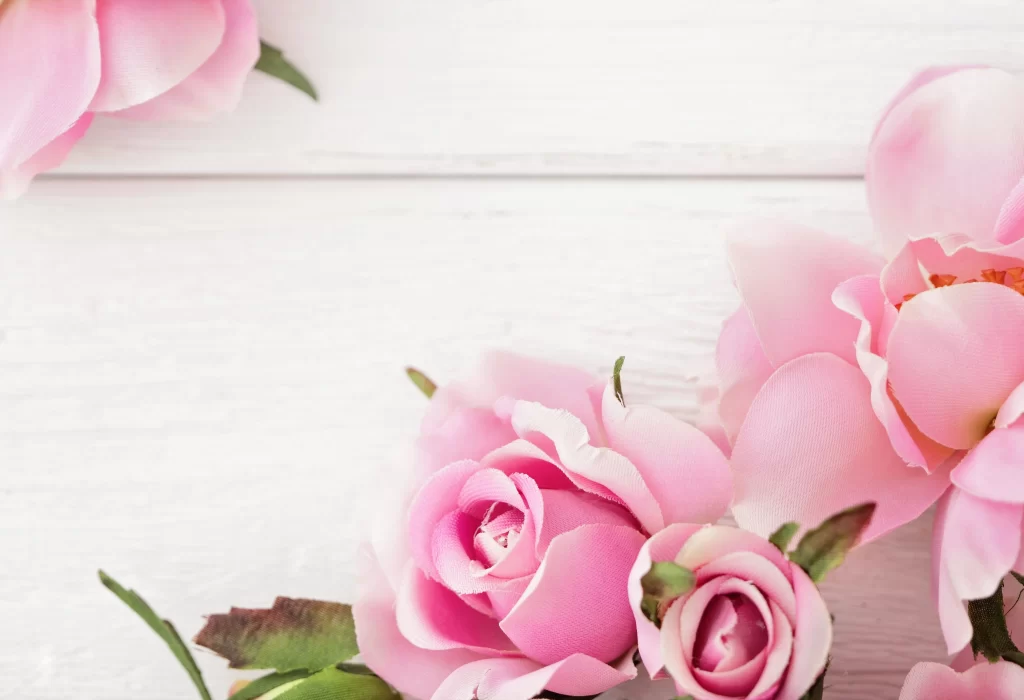Pink Rose Flower Petal Soft Focus white Background