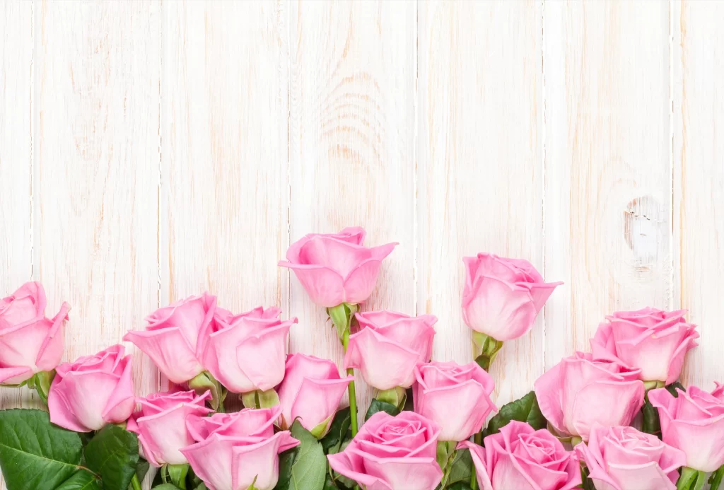 Pink Rose Flower Petal Soft Background
