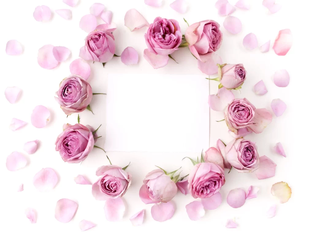 Pink Rose Flower Petal Soft Colorful Arrangement
