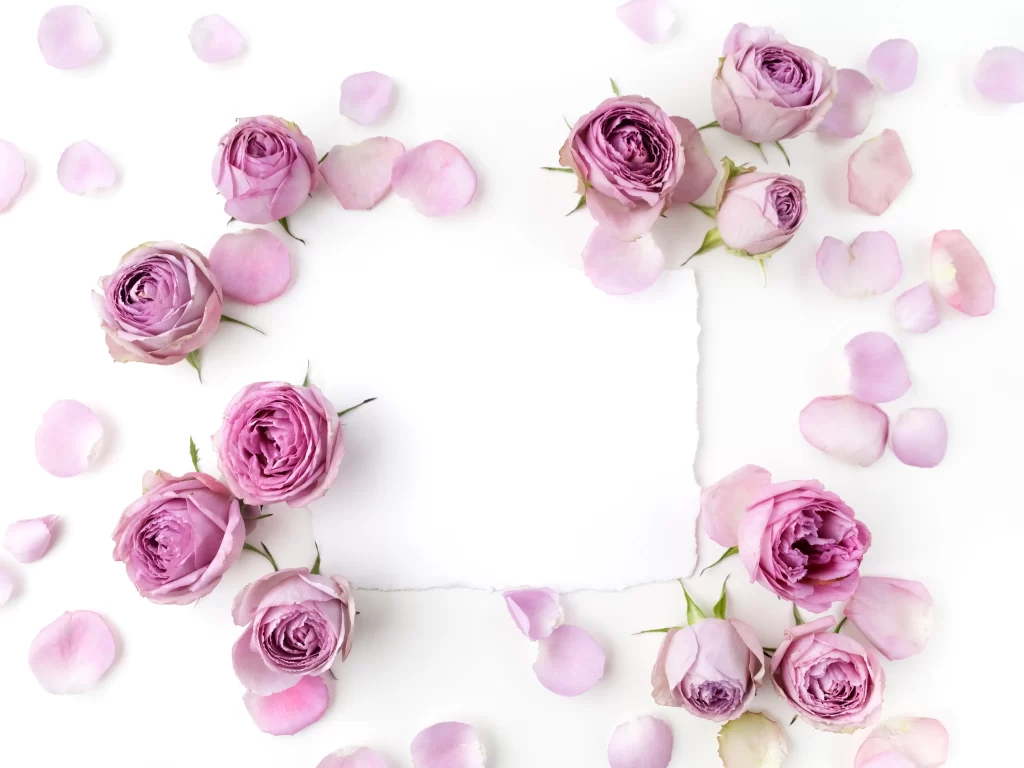 Pink Rose Flower Petal Soft White Background