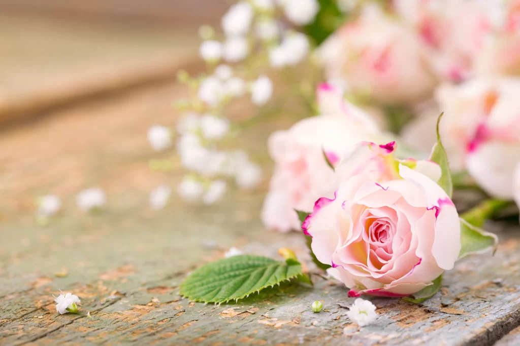 Pink Rose Flower Petal White Babys Breath Rustic Background