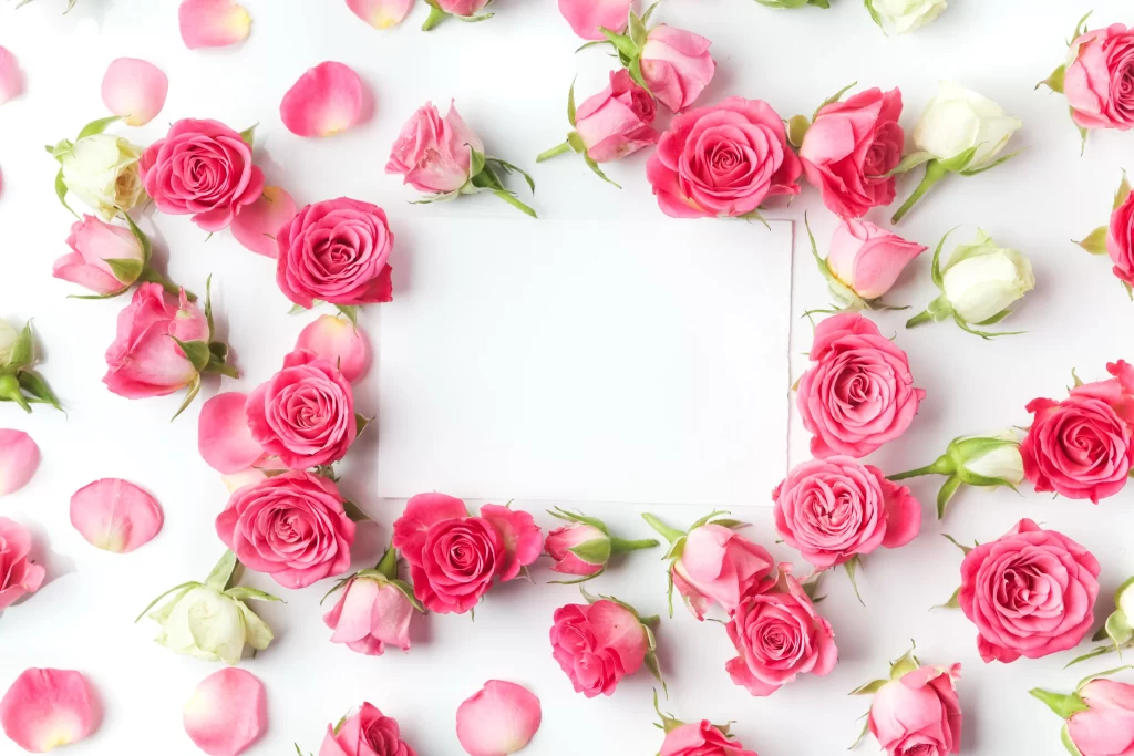 Pink Rose Flower Petal White neutral Background