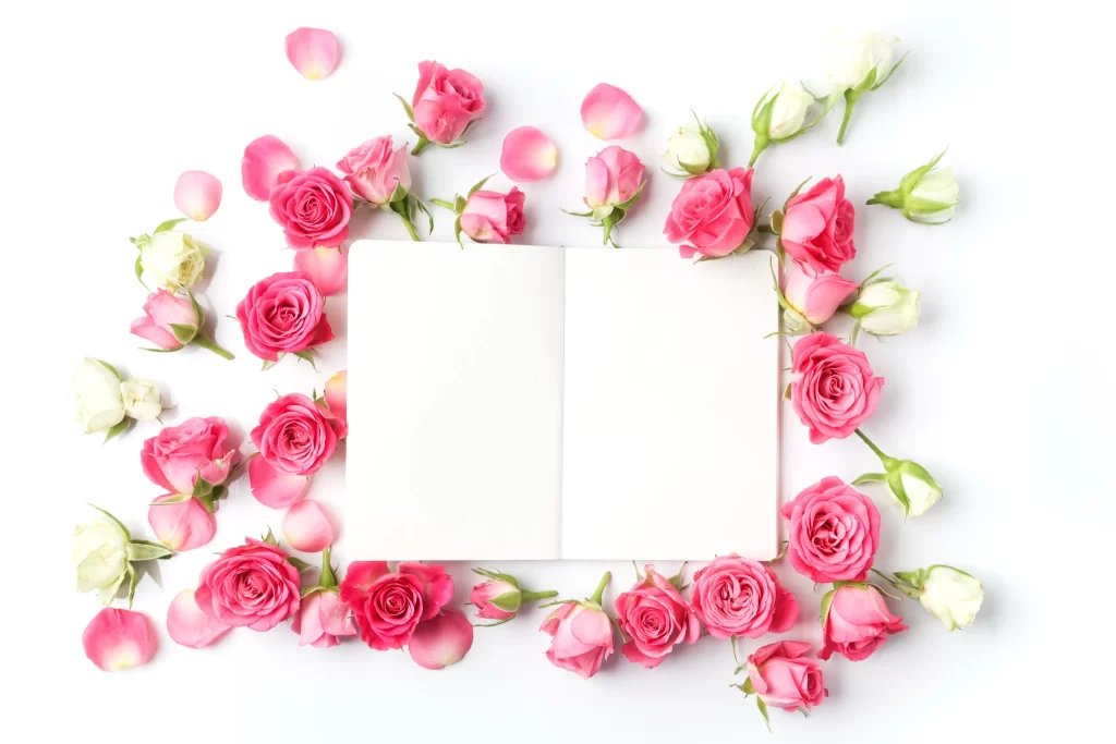 Pink Rose Flower Petal White Background