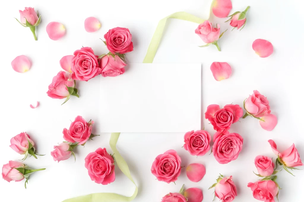 Pink Rose Flower Petal White Background