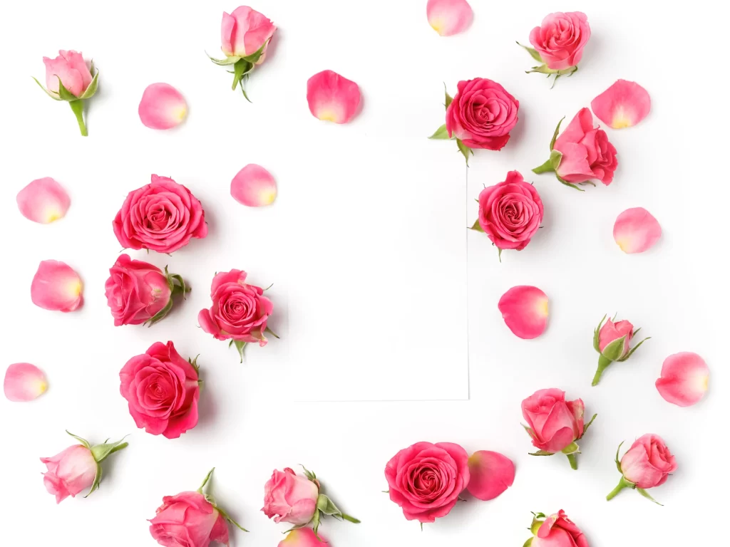 Pink Rose Flower Petal White Background