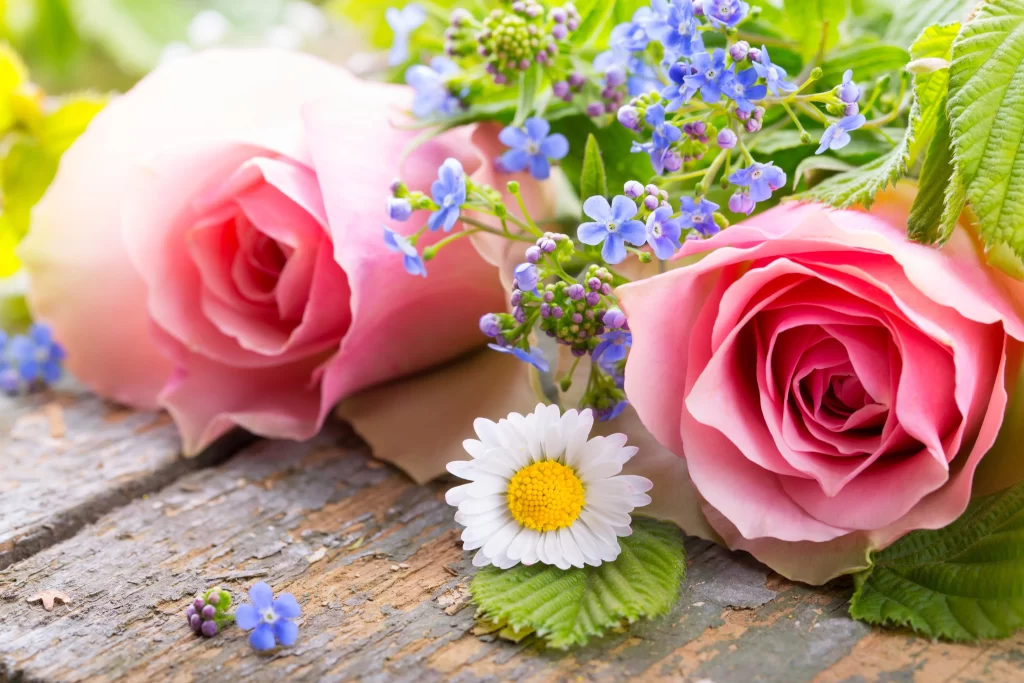 Pink Rose Flower White Daisy Blue Blossom Green neutral Leaves