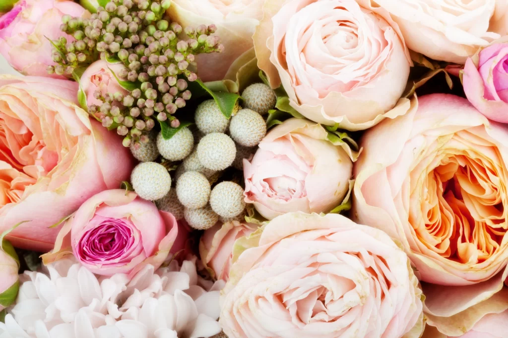 Pink Rose Peach Rose White Flower Green Bud