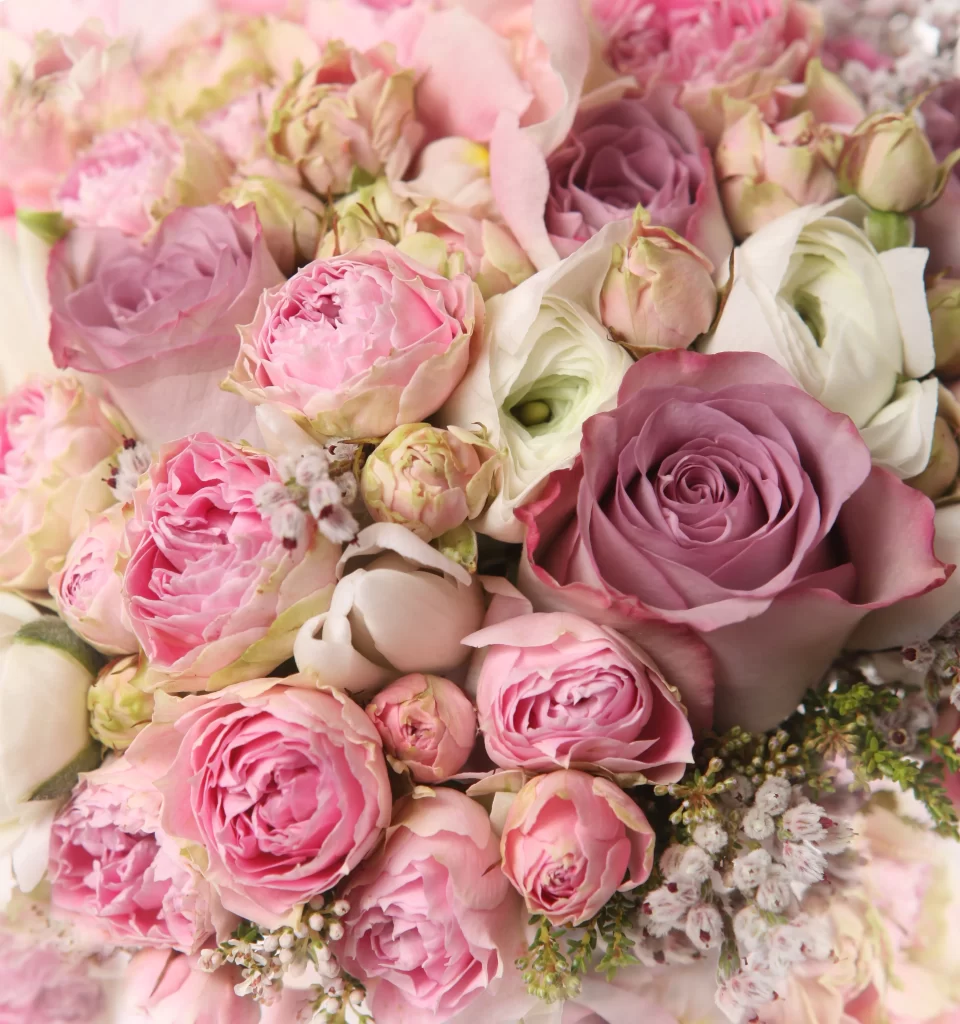 Pink Rose Peony White Flower Petal neutral Close-up