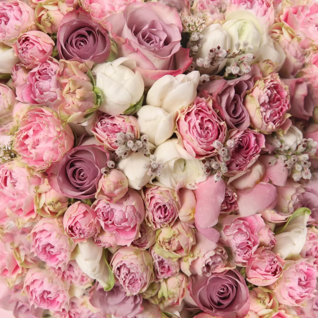 Pink Rose Peony White Flower Petal neutral Close-up