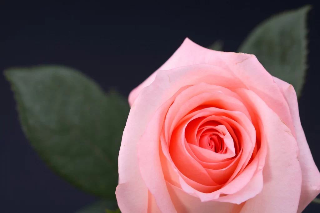 Pink Rose Petal Bloom Nature