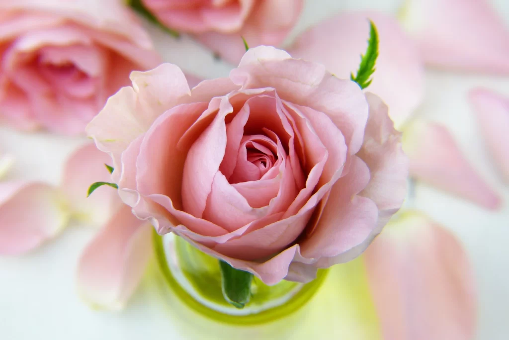 Pink Rose Petal Soft Focus Vase