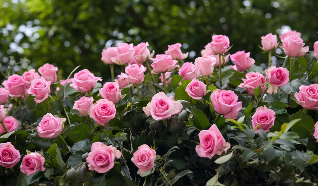 Pink Rose Petals Green gray Leaves