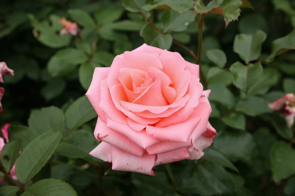 Pink Rose Petals Green gray Leaves