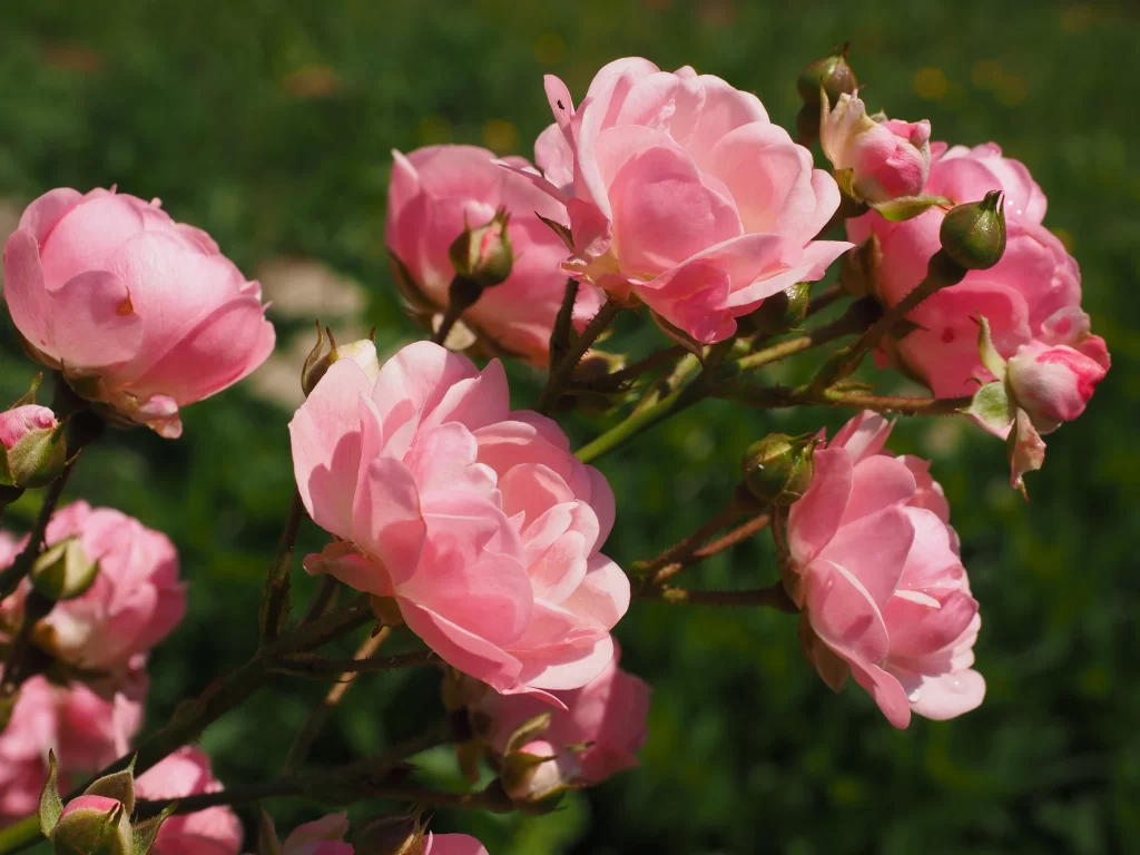 Pink Rose Petals Green gray Stem