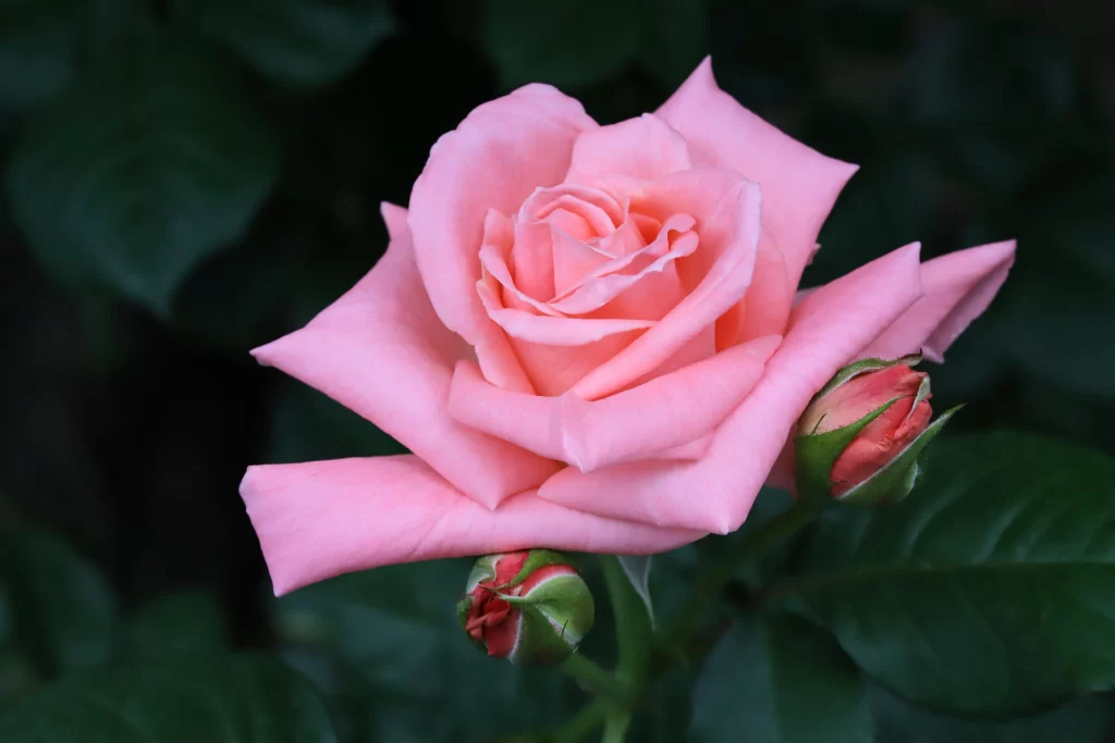 Pink Rose Petals Green Leaves Dark gray Background