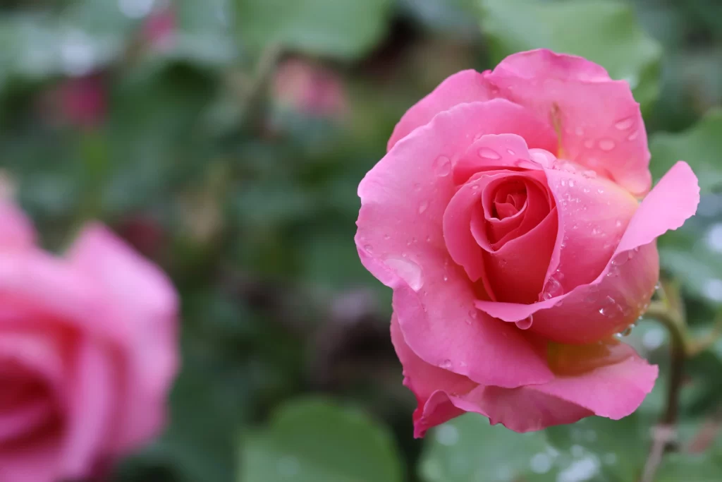 Pink Rose Petals Green Leaves warm Dewdrops