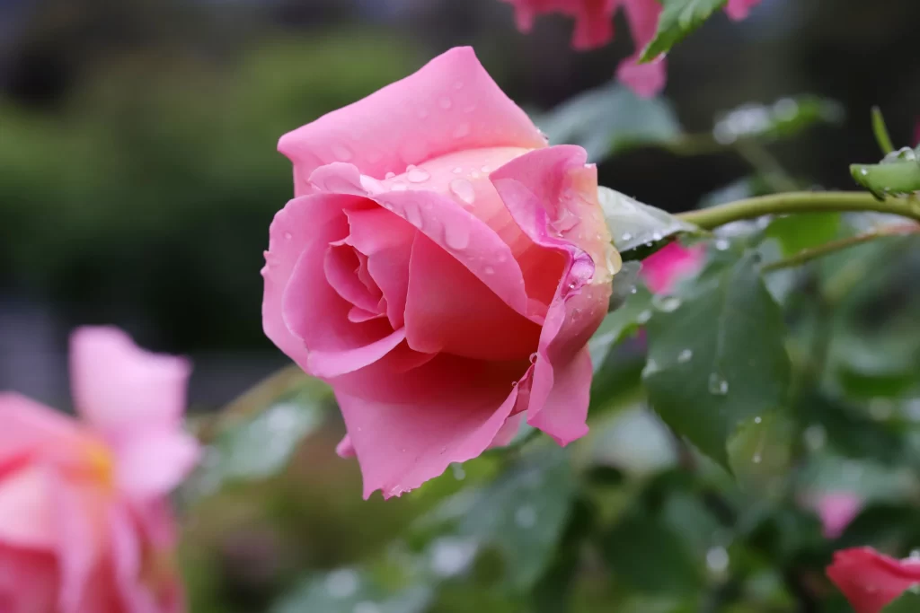 Pink Rose Petals Green Leaves gray Dewdrops