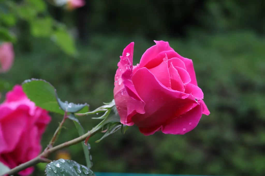 Pink Rose Petals Green Leaves gray Dewdrops