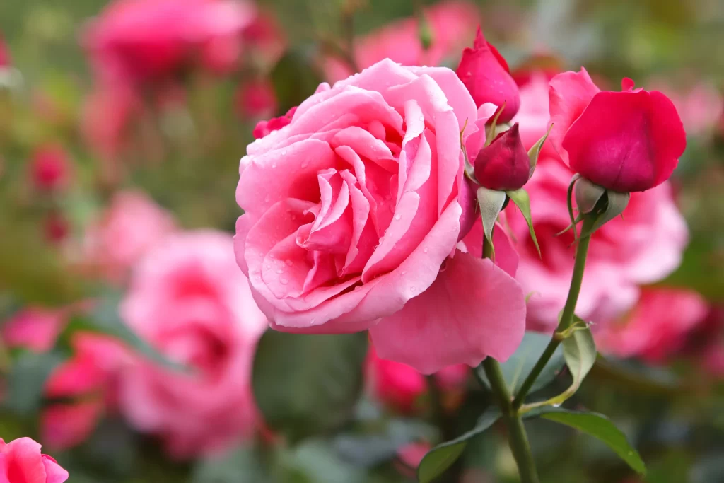 Pink Rose Petals Green Leaves Blurred Background