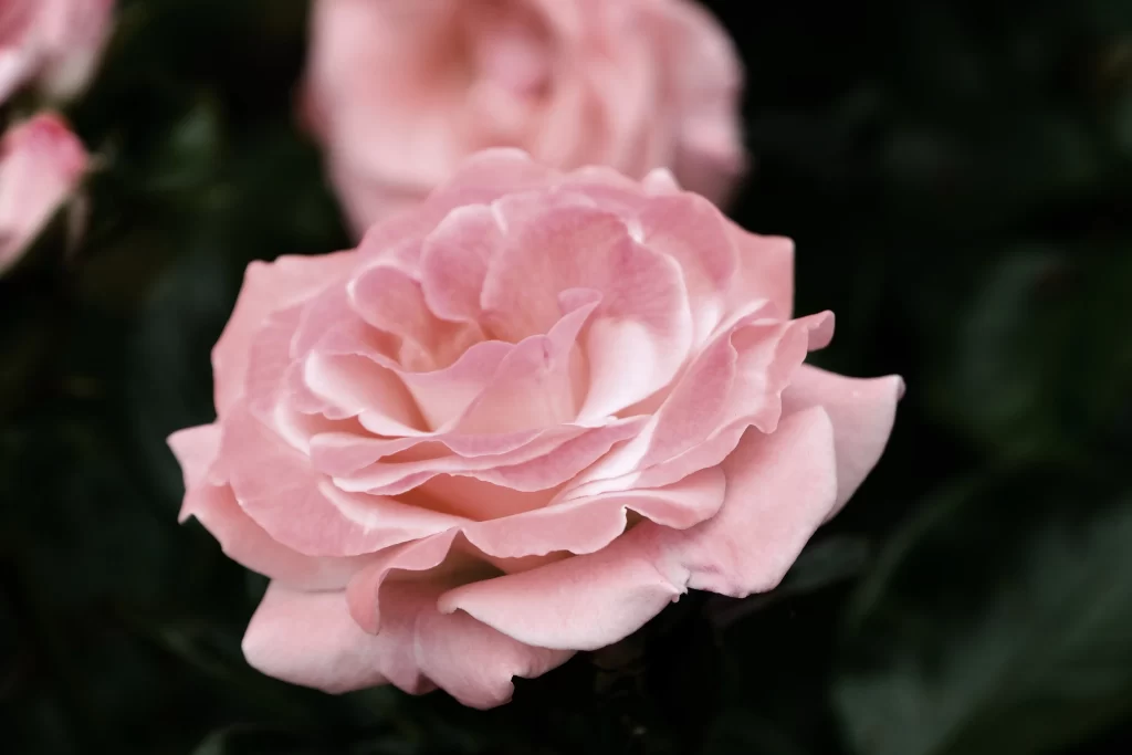Pink Rose Petals Green Leaves Dark gray Background